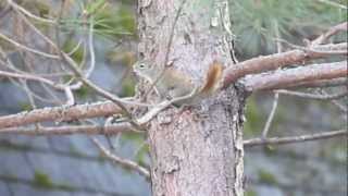 Squirrel Making Noises [upl. by Mahau]