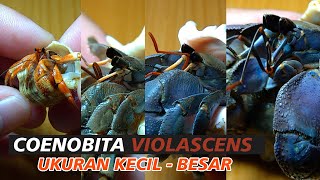 KELOMANG COENOBITA VIOLASCENS KECIL  BESAR  Relaxing Video  Crabpedia [upl. by Neleag]