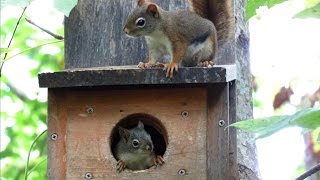 Red Squirrel Alarm and Bark Calls [upl. by Joed]