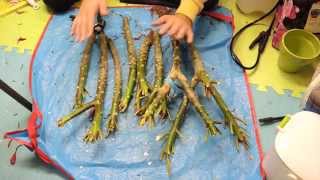 Overwintering Plumeria seedlings and Preparing cuttings [upl. by Puttergill78]