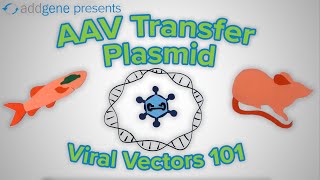 AAV Transfer Plasmids  Viral Vectors 101 [upl. by Marabel]