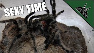 First tarantula mating [upl. by Hibbert]