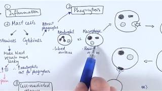 AS Biology  Immune response OVERVIEW OCR A Chapter 1256 [upl. by Socem]