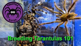 Breeding Tarantulas 101 [upl. by Dempster697]