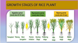 Growth stages of Rice plants  different stages are covered in detailed  in rice plant [upl. by Nakada145]