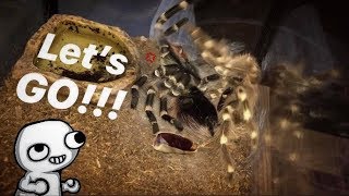 Caught my TARANTULA flipping back after molting  TARANTULA FLUIDS [upl. by Ferne]