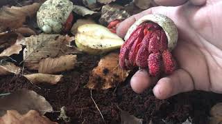 Strawberry hermit crab Coenobita perlatus [upl. by Tremayne]