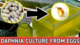 HOW TO HATCH DAPHNIA EGGS  HOW TO CULTURE DAPHNIA [upl. by Benedick]