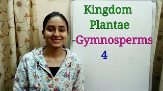 SubDivision Gymnosperms  Biological classification part8  Class XI  Lecture 36 [upl. by Sethrida]