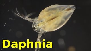 Daphnia [upl. by Animor]