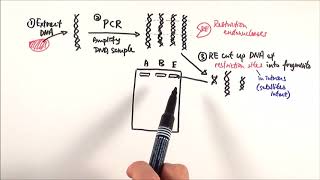 A2 Biology  DNA profiling OCR A Chapter 211 [upl. by Simah]