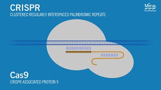 CRISPRCas9 Transfection Mirus Bio [upl. by Eitsud]