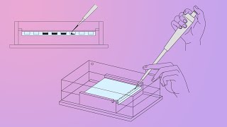 DNALC Short Gel Electrophoresis [upl. by Garold183]