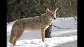 Coyote calling sounds [upl. by Einnal998]