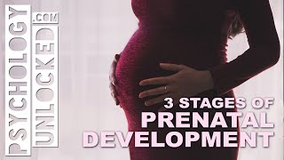 Three Stages of Prenatal Development  When does Psychological Development start [upl. by Berkley]