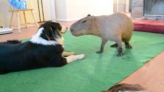 Dog and Capybara [upl. by Chrysa760]