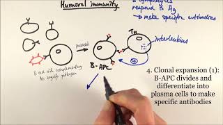 AS Biology  Humoral immunity OCR A Chapter 126 [upl. by Bradway171]