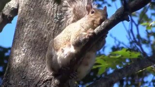 Squirrel screaming for about an hour [upl. by Irab836]