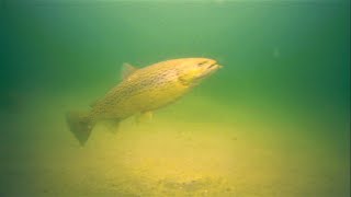 3 PBs in 15 Minutes Insane Underwater Trout Footage [upl. by Nnylatsirk]