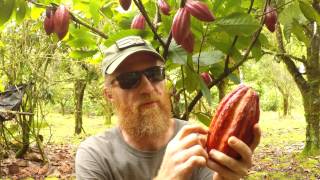 Making Chocolate Cacao Tree To Chocolate Bar [upl. by Avigdor]