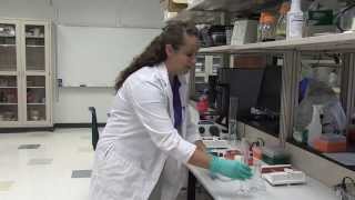 Electrophoresis Preparing a 1 Agarose Gel [upl. by Yenduhc705]