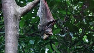 Colugo With Baby in Rainforest  Bukit Timah Nature Reserve Singapore [upl. by Devland]