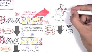 DNA Methylation and Cancer  Garvan Institute [upl. by Tama889]