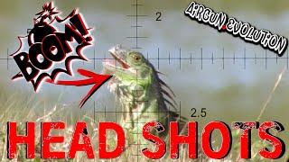 Iguana Pest Control  South Florida Iguana Invasion  Airgun Evolution [upl. by Nyrhtac304]