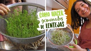 Cómo hacer germinados de lentejas  NUTRIRIANA [upl. by Grubman]