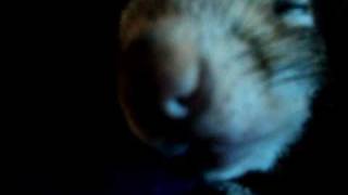 Baby squirrel pneumonia quotclickquot sound [upl. by Geneva]