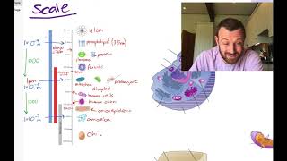 Cells Mind Map OCR A Level Biology 21 Revision [upl. by Eiliak]