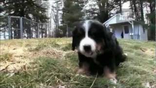 Dogs 101  Bernese Mountain Dog [upl. by Ahseet]