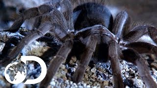 The Tarantulas of Australia  Ultimate Spiders [upl. by Aihsilef]