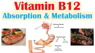 Vitamin B12 Absorption amp Metabolism  2 Enzymes That Require Vitamin B12 [upl. by Frederic]