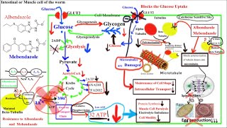 Pharmacology of ANTIHELMINTHICS AnthelminticsPart 1Albendazole and Mebendazole [upl. by Saied]