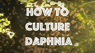 How To Culture Daphnia Magna [upl. by Cut55]