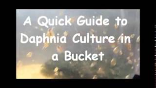 How to culture daphnia outside [upl. by Kciredec]