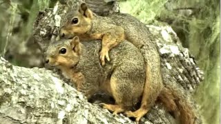 Fox Squirrels Mating [upl. by Itsirk]