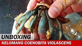 UNBOXING Kelomang Coenobita Violascens  Unboxing Video  Crabpedia [upl. by Jemie]