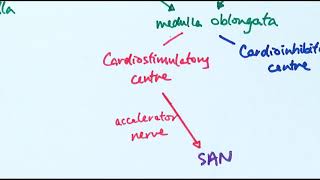 A2 Biology  Controlling heart rate OCR A Chapter 146 [upl. by Pennebaker]