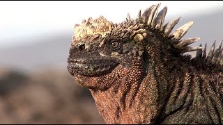 Saltsneezing Marine Iguanas in the Galapagos [upl. by Esiuolyram]