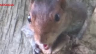 Squirrel making sounds [upl. by Lief]