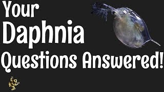 Daphnia Questions Answered [upl. by Vullo]