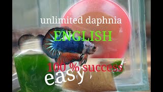 daphnia moina culture Easy way Unlimited production English  with sub Green water Chlorella [upl. by Artinahs]