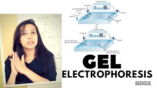 Gel Electrophoresis  Agarose Gel Electrophoresis Lab Procedure [upl. by Eseerahs]