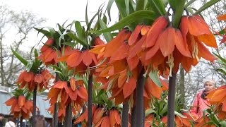 Fritillaria imperialis Rubra red quotcrown imperialquot  FarmerGracycouk [upl. by Yahs]