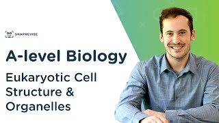 Eukaryotic Cell Structure amp Organelles  Alevel Biology  OCR AQA Edexcel [upl. by Brecher]