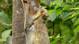 A malayan colugo with baby [upl. by Eilitan244]