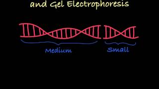 Gel Electrophoresis Explained [upl. by Asillem]