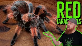 Top 10 RED Tarantulas that YOU NEED [upl. by Danaher]